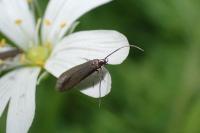 Coleophora lutarea
