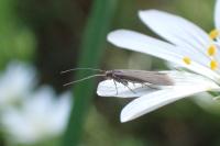 Coleophora lutarea