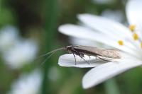 Coleophora lutarea