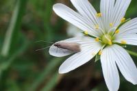 Coleophora lutarea