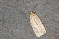 Agonopterix pallorella