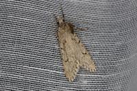 Diurnea fagella
