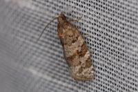Argyrotaenia ljungiana
