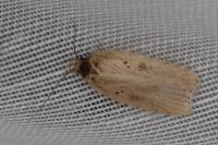 Agonopterix