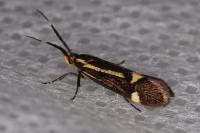 Esperia sulphurella