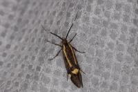 Esperia sulphurella
