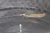Coleophora