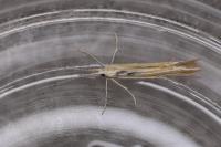 Coleophora