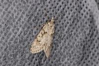 Diurnea fagella