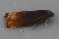 Pammene rhediella