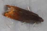 Pammene rhediella