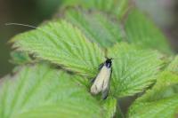 Adela reaumurella