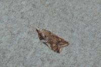 Acleris cristana