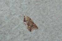 Acleris cristana