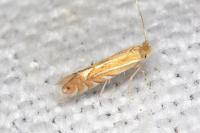 Phyllonorycter quercifoliella