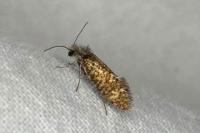 Dyseriocrania subpurpurella