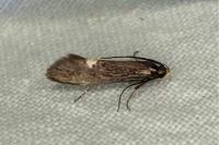 Esperia sulphurella