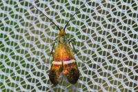 Adela australis