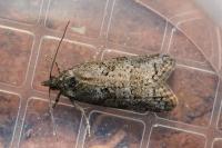 Cnephasia