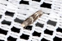Elachista stabilella