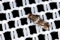 Elachista stabilella