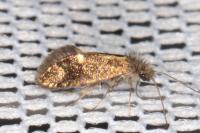 Dyseriocrania subpurpurella