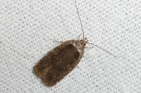 Agonopterix