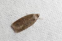 Agonopterix