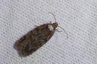 Depressaria chaerophylli