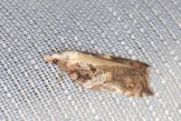 Acleris cristana