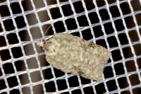 Acleris literana