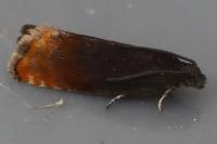 Pammene rhediella