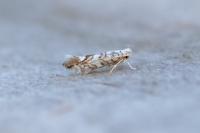 Phyllonorycter acerifoliella