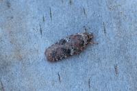 Agonopterix purpurea