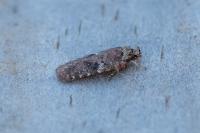 Agonopterix purpurea