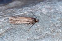 Depressaria absynthiella