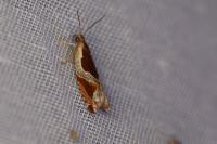 Ancylis unculana