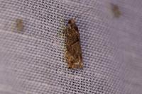 Epinotia immundana