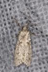 Diurnea fagella