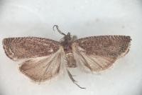 Cydia strigulatana