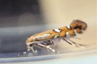 Phyllonorycter sublautella