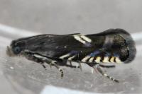 Grapholita coronillana