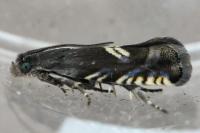 Grapholita coronillana