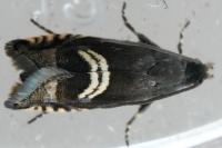 Grapholita coronillana