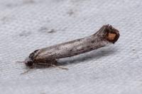 Pseudoswammerdamia combinella