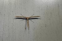 Emmelina monodactyla