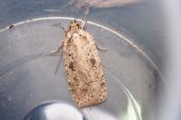 Agonopterix