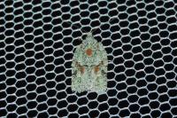 Acleris literana