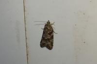 Cnephasia