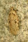 Agonopterix arenella